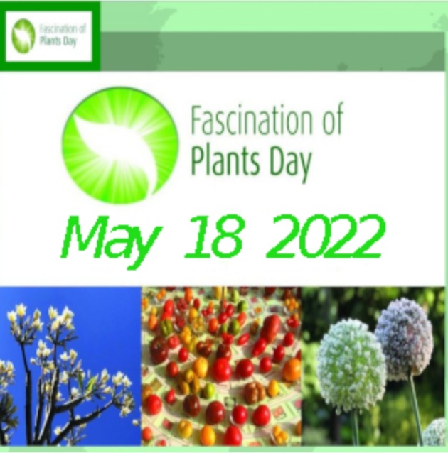 FASCINATION OF PLANTS DAY (FoPD) – RACCOLTA GERMOGLI BAMBU’ GIGANTE
